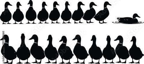 Silhouette collection of ducks standing in rows with one swimming duck creating a seamless wildlife pattern for farm nature vector designs