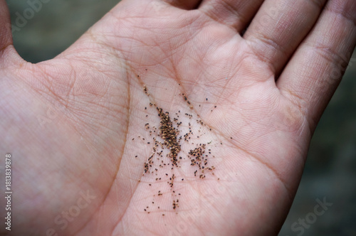 Billede på lærred Close up of fine wood dust or frass from wood-boring insects scattered on an open human palm