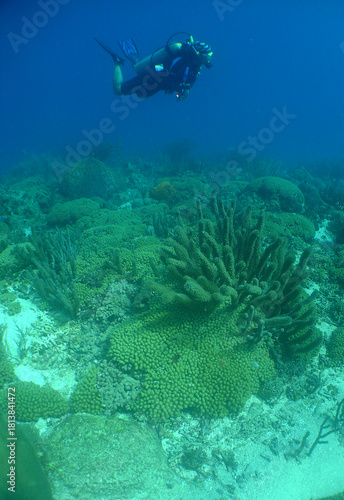 Wallpaper Mural Diver Exploring Coral Reef in Curaçao Torontodigital.ca