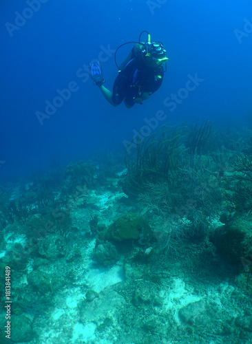 Wallpaper Mural Diver Exploring Coral Reef in Curaçao Torontodigital.ca