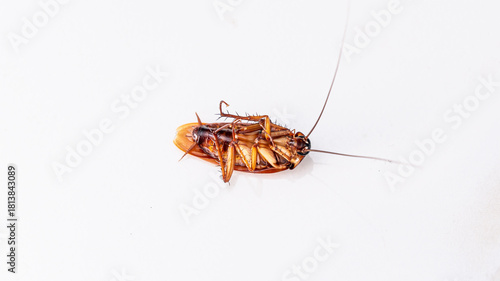 Detailed view of a dead cockroach lying on its back on a white surface.