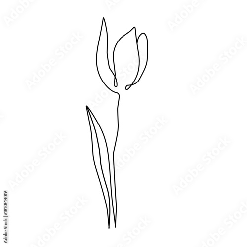 Line art continues tulip flower. Line art tulip flower. Tulip flower illustration. Minimalist flower. Hand drawn flower
