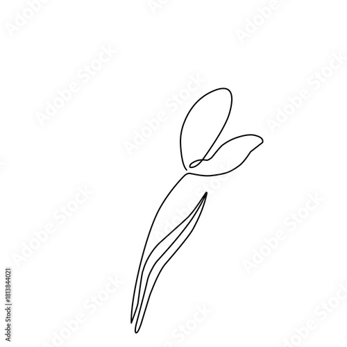 Line art continues tulip flower. Line art tulip flower. Tulip flower illustration. Minimalist flower. Hand drawn flower
