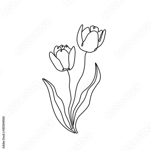Line art continues tulip flower. Line art tulip flower. Tulip flower illustration. Minimalist flower. Hand drawn flower
