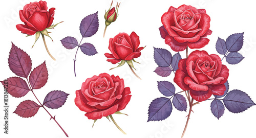 A beautiful collection of vibrant red roses and deep purple leaves showcasing delicate petals and elegant stems against a clean white background perfect for floral designs