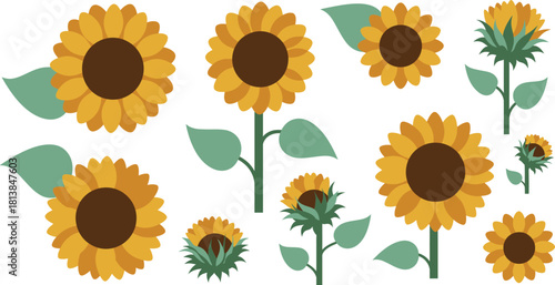 A cheerful collection of various sized sunflowers in different stages of bloom showcasing vibrant yellow petals and dark brown centers against a clean white background