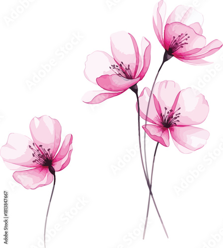 Delicate watercolor painting of translucent pink poppy flowers with thin stems and dark centers isolated on a clean white background evoking a sense of gentle beauty and ephemeral nature