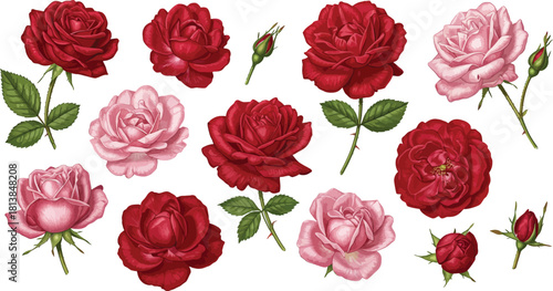 Collection of beautifully detailed vintage botanical illustrations of deep red and soft pink roses with green leaves and buds on a white background