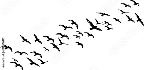 Flying bird silhouette set, black white vector, flock in motion, nature wildlife icon, migration pattern, sky freedom, animal flight design