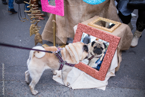 Fototapeta Naklejka Na Ścianę i Meble -  Funny cute beige pug dog on a leash stands on the asphalt street and looks with curiosity at its own reflection in a shiny mirror on the ground during an outdoor city market event