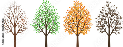 Seasonal tree illustration, winter tree, spring tree, autumn tree, nature cycle, seasonal change, deciduous tree, leaf color, year round