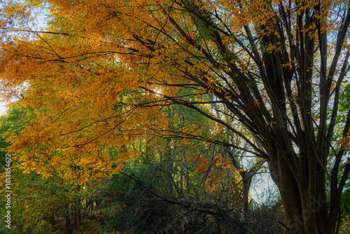Zelkova Village Green