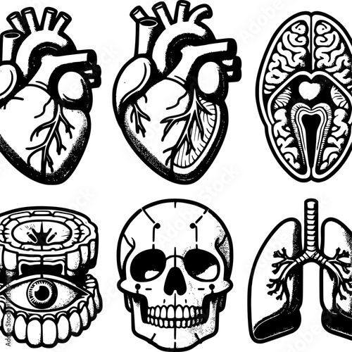 Cutaway Anatomy Educational Diagram Set with Simplified Human Body Organ Cross Sections for Medical Learning
