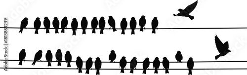 Vector flock of birds sitting on electric wires, black silhouette illustration, animals perching on cable lines, two birds flying isolated on white background