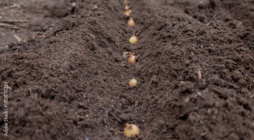 Planting winter onion: small bulbs in the furrow of prepared soil
