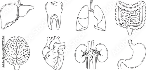 Anatomical Illustrations: A Collection of Human Organs in Line Art Style