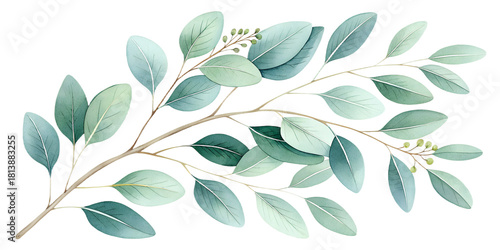 A delicate watercolor set of eucalyptus branches painted in soft green tones. Each element is isolated on a transparent background, perfect for wedding invitations, botanical compositions, branding, n