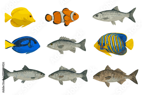 A diverse group of nine realistic marine and freshwater fish species including tropical reef fish and temperate game fish swimming together