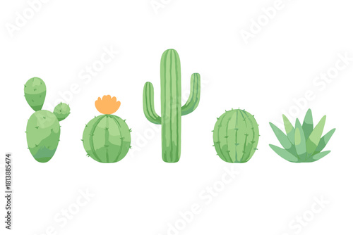 Collection of various green desert cacti and succulent plants arranged horizontally in a row