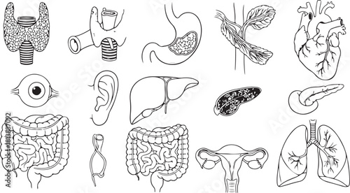 Collection of Anatomical Illustrations of Human Organs in Black and White