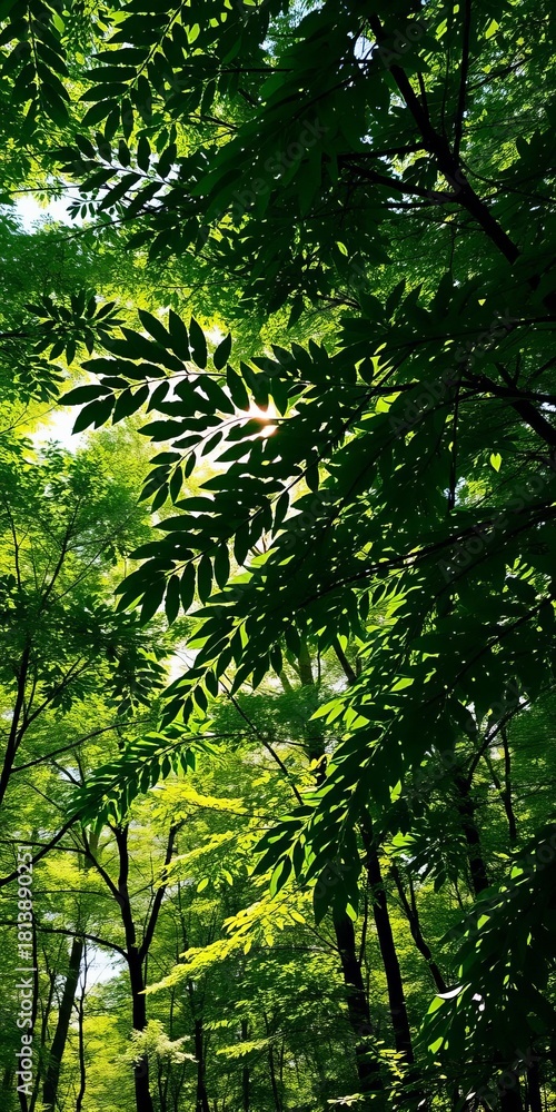 Obraz premium Sunlight filtering through a canopy of diverse green leaves, creating dappled shade patterns on the forest floor , atmosphere, serene