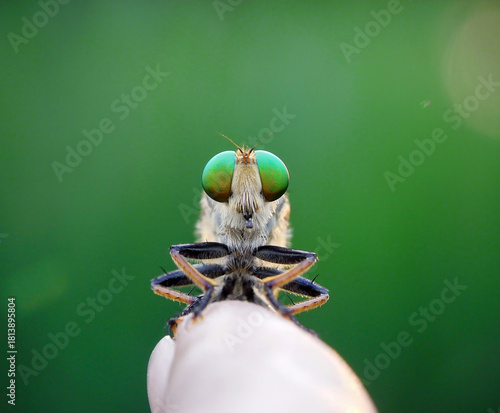 Face to face with robberfly