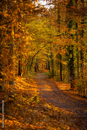 Ein Waldweg in herbstlichen Bunt