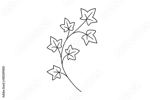 Black outline drawing depicting a climbing ivy plant stem and five-lobed leaves