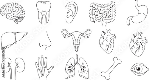 Collection of Human Anatomy Illustrations: Organs, Bones, and Body Parts