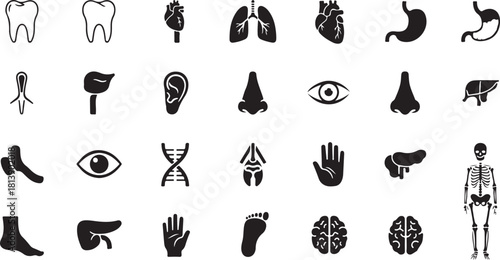 Collection of Human Anatomy Icons: Organs, Body Parts, and Skeleton