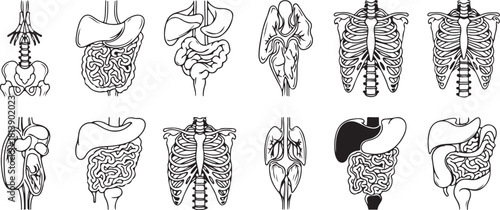 Collection of Human Anatomy Illustrations: Organs and Skeletal Systems