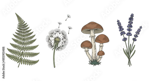 Botanical Illustrations Set with Fern Dandelion Mushroom and Lavender.