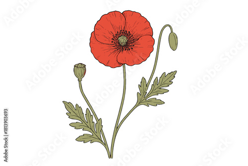 Vibrant red poppy flower with green leaves and seed pods in vintage botanical style