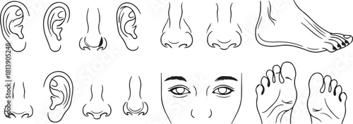 Collection of Line Art Drawings of Human Ears, Noses, Eyes, and Feet