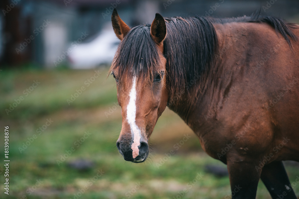 Obraz premium Brown Horse Portrait in Rural Mountain Village, Horse Close-Up in Rustic Village Background