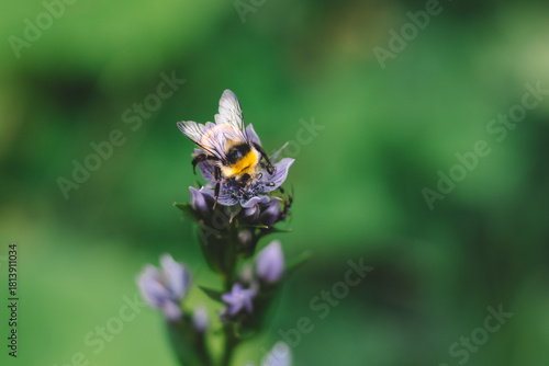 Macro Bumblebee Pollinating Purple Flower — Wildlife Insect Close-Up