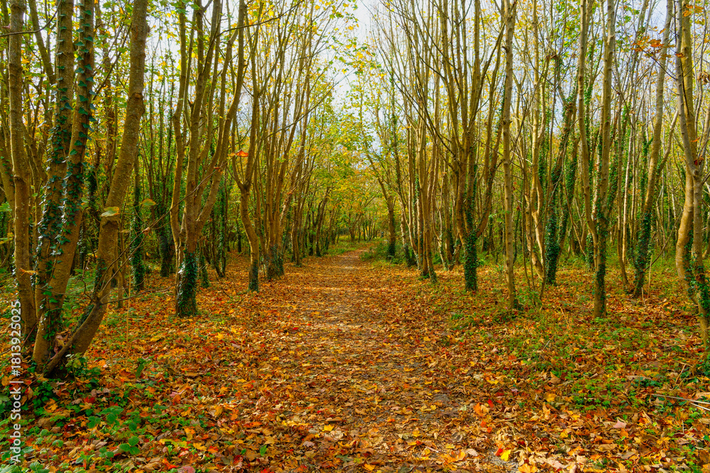 Obraz premium Wide treelined path through Penrhos park woods in autumn.