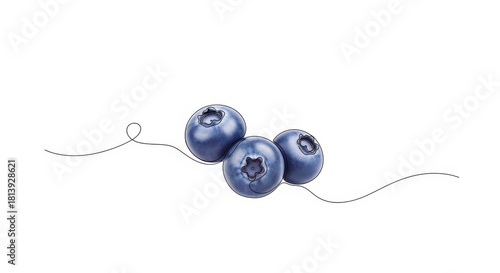 Fototapeta Naklejka Na Ścianę i Meble -  Delicate blueberries art, single continuous line drawing of antioxidant rich fruits