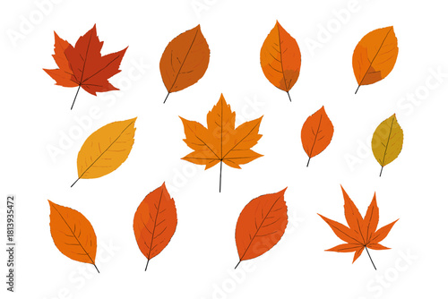 Variety of autumn leaves in warm fall colors isolated on white background