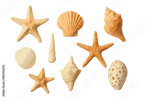 Assortment of natural beige and brown seashells and starfish isolated on a clean white background