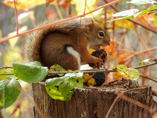 Obraz na plátne Red squirrel devouring his butternut that he collected from high up in the trees