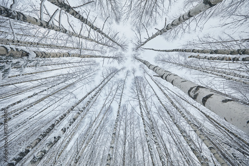 Landscape of birch forest in winter
