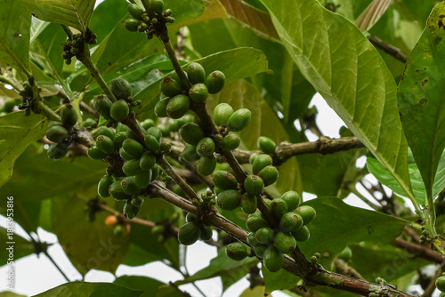 Liberica coffee is a type of large bean coffee.