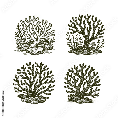 Vintage engraving style illustration featuring different coral species and underwater plants, vector template