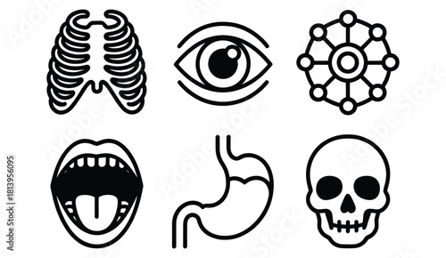 Rib Cage Vector Art Depicting Human Anatomy and Skeletal Structure with Detailed Bone Structure Used for Medical Illustrations or Educational Purposes in Black and White