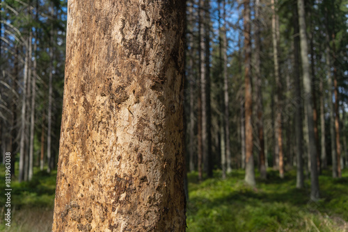 Trees eaten by a bark beetle in the forest.Bark beetle typographer.Dry trees without bark.