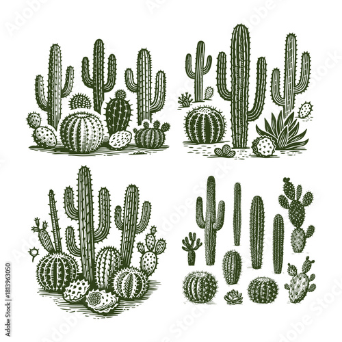 Set of detailed vintage engraving illustrations featuring various desert cactus species, including Saguaro and barrel cacti