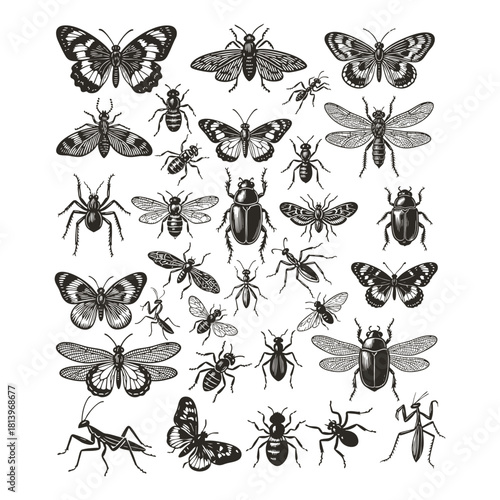 Vintage entomology icon set in classic black and white engraving style. This detailed collection features various insects