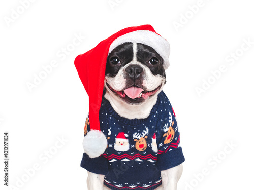 Merry Christmas and Happy New Year. Cute puppy