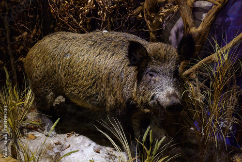 Fototapeta Naklejka Na Ścianę i Meble -  wypchana dzika zwierzyna 